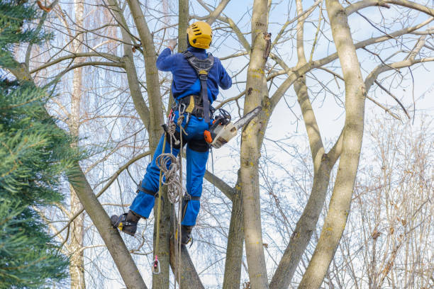 Best Tree Health Inspection  in Pleasant Hill, TX